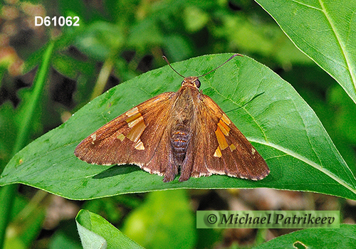 Hobomok Skipper (Poanes hobomok)